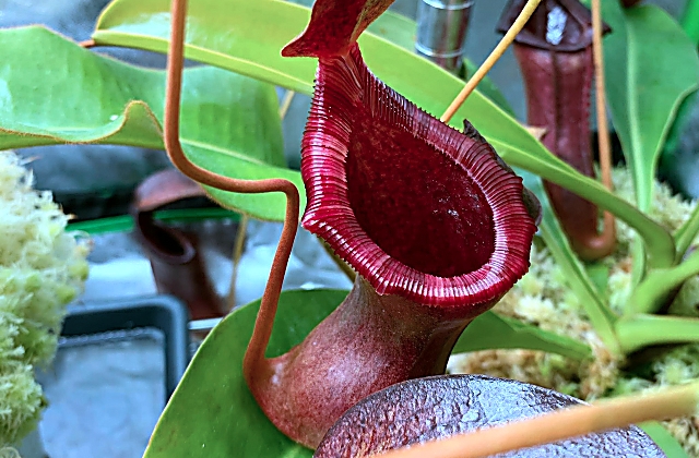 Carnivorous Plants