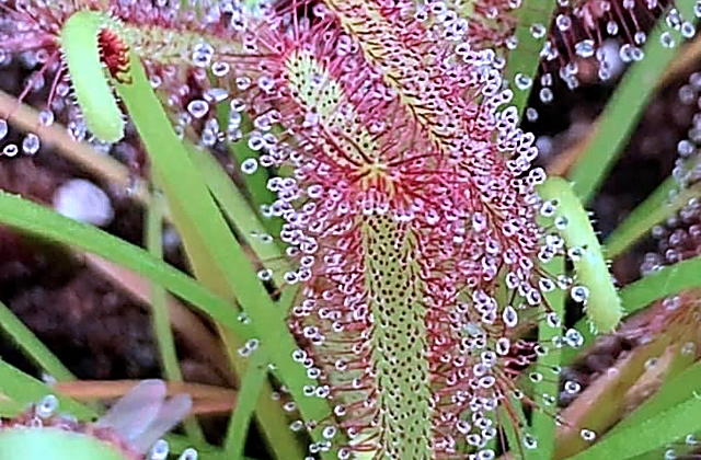 Carnivorous Plants