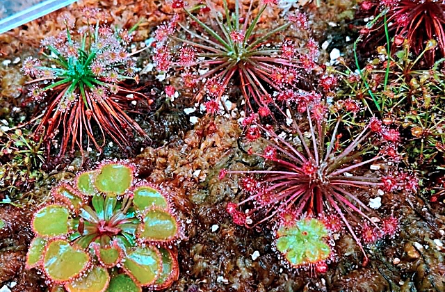 Carnivorous Plants