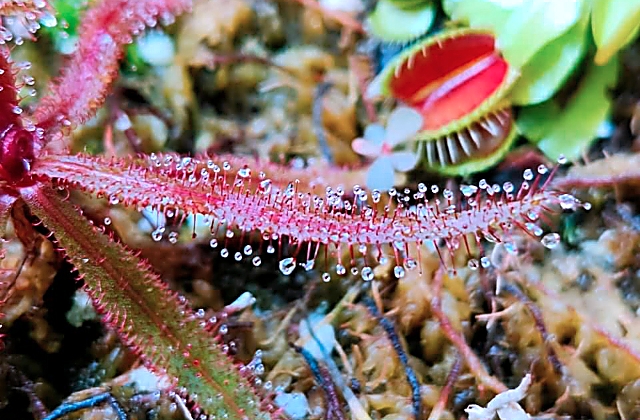 Carnivorous Plants