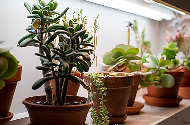Different Types of Plant Pots