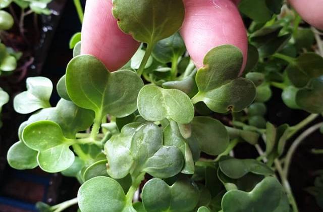 Indoor Microgreens