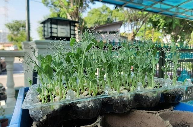 Indoor Microgreens