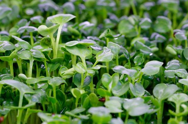 Indoor Microgreens