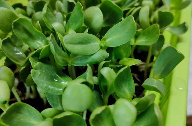 Indoor Microgreens