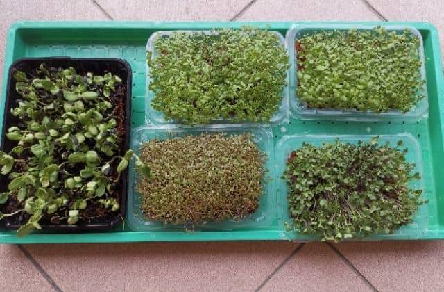 Indoor Microgreens