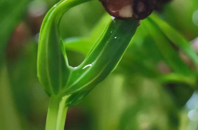 Indoor Microgreens