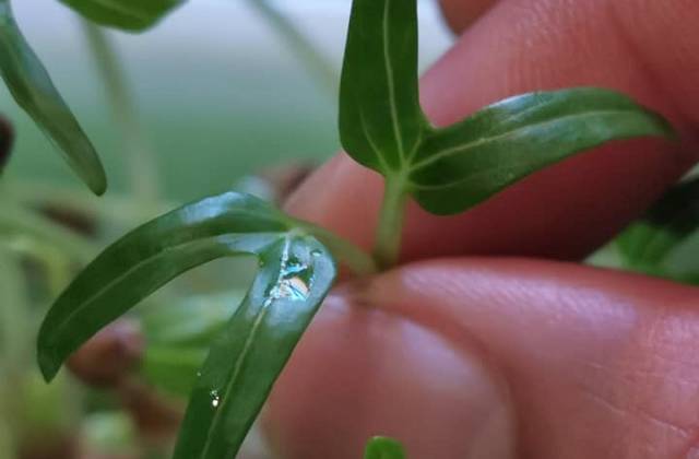 Indoor Microgreens