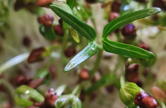 Indoor Microgreens