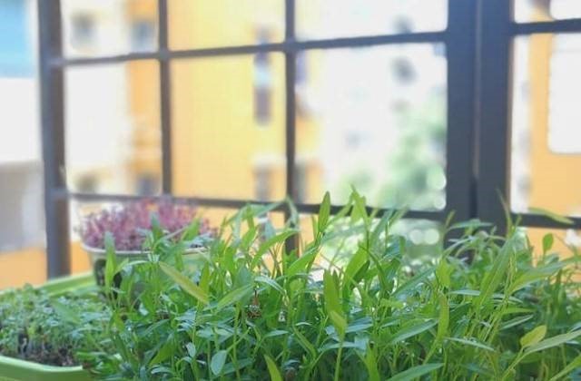 Indoor Microgreens