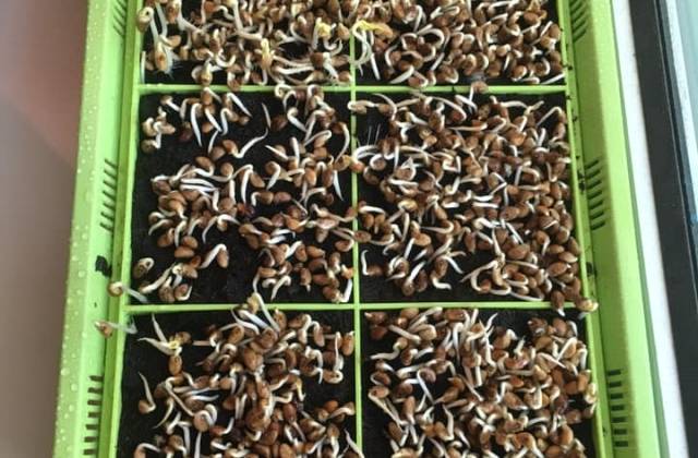 Indoor Microgreens