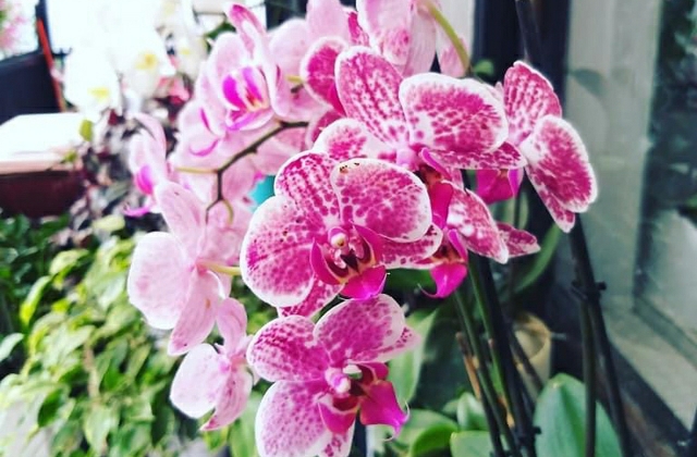What is the Most Common Type of Orchid?