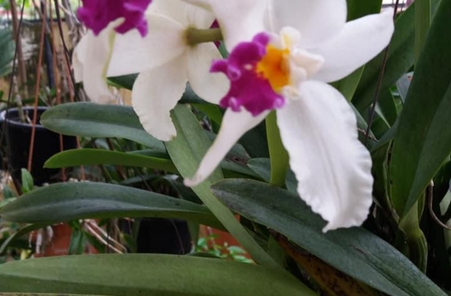 What Are Large Orchids Called?