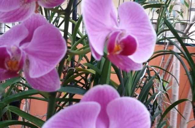 What is the Life Expectancy of an Orchid?