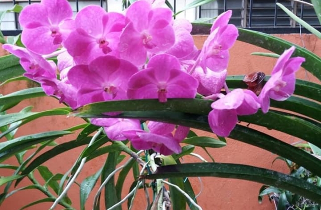 What Type Of Orchids Blooms Periodically?