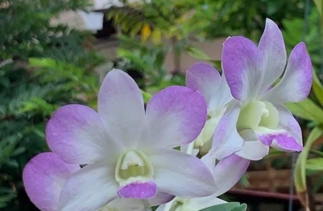When Should You Repot Orchids?