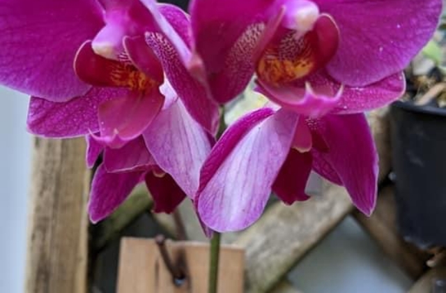 Where Do You Cut The Orchid After the Blooms Dropped Off?