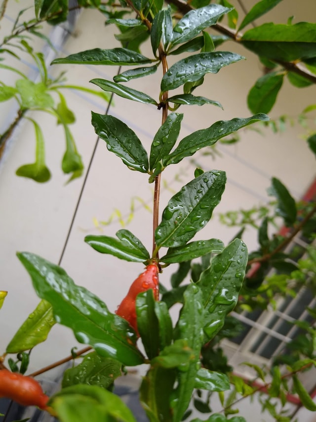 Vegetable Gardening